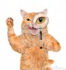 cat-magnifying-glass-searching-isolated-white-55046968.jpg