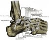 lateral ligaments Gray355.jpg