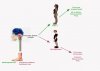 Postural Spatial Coding.jpg