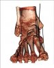 Med Col Supinatus Cadaver.jpg