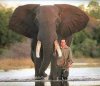Peter Davies and elephant.jpg