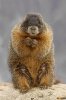 Yellow bellied marmot.jpg