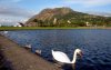Swan on Pond.jpg